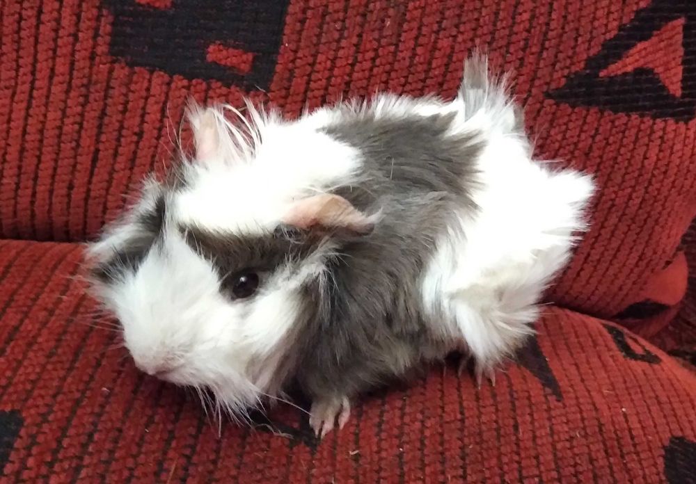 świnka morska, świnki morskie rozetki