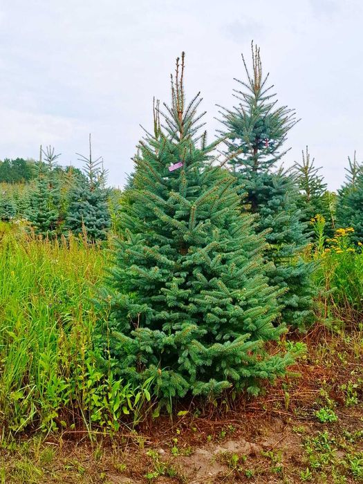 Świerk kłujący srebrny w donicy 60 - 175 cm / Cięty TuChoniki.pl Jodła