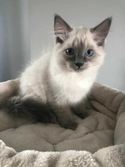 OKAZJA! Kocurek rasy Ragdoll