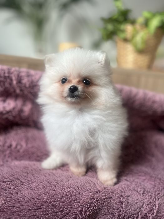 Śliczny, bialy szczeniaczek samiec-  pomeranian, spic miniarurowy