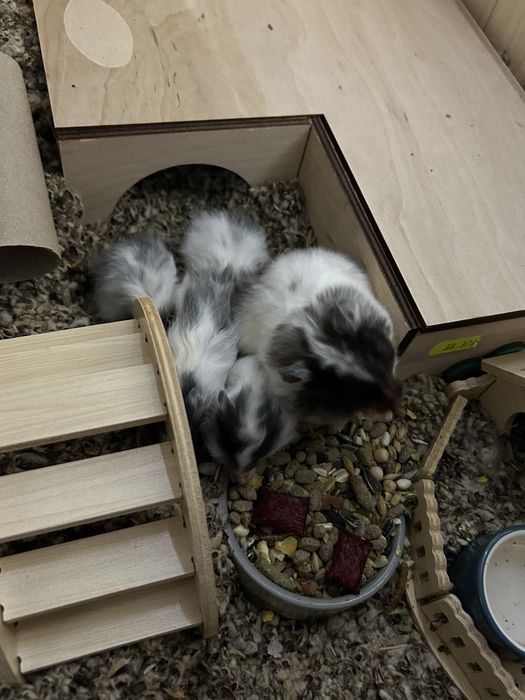 Chomiki syryjskie maluchy