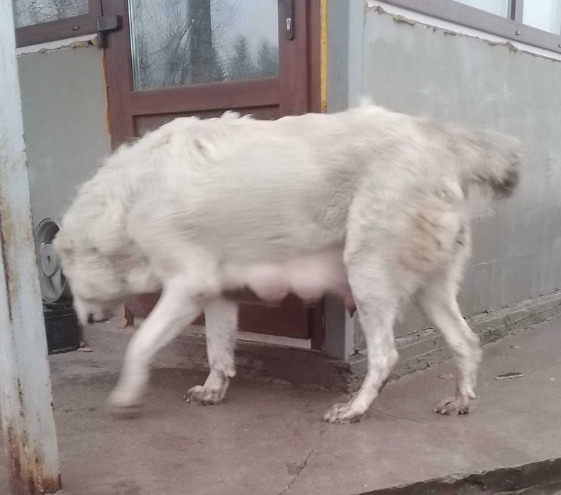 Среднеазіатська вівчарка