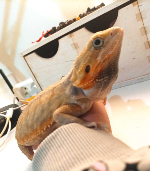 Agama brodata pół roczna