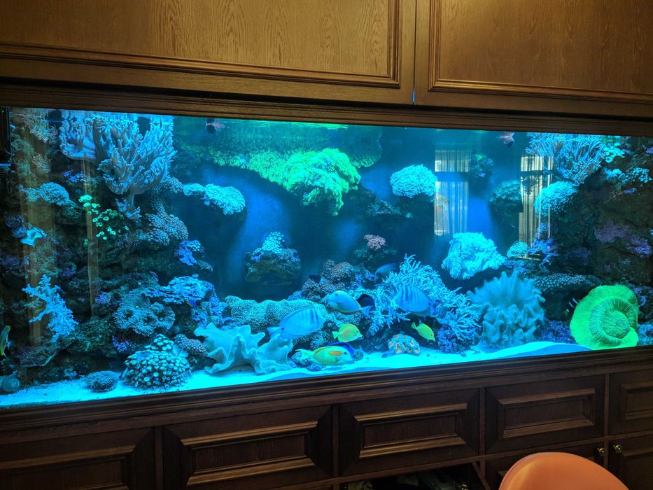 Serwis akwariów morskich – Warszawa +50 km