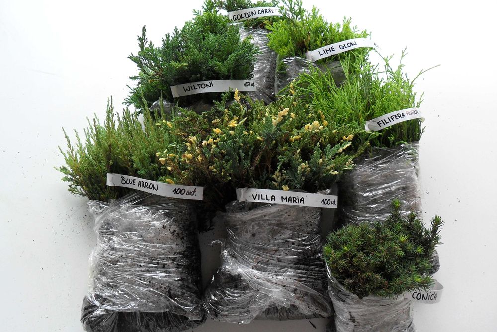 TUJA SZMARAGD THUJA SMARAGD sadzonki 1000szt/1szt - 0,55gr PROMOCJIA!!