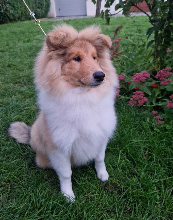 Owczarek szkocki collie długowłosy – piesek z badaniami po Championach