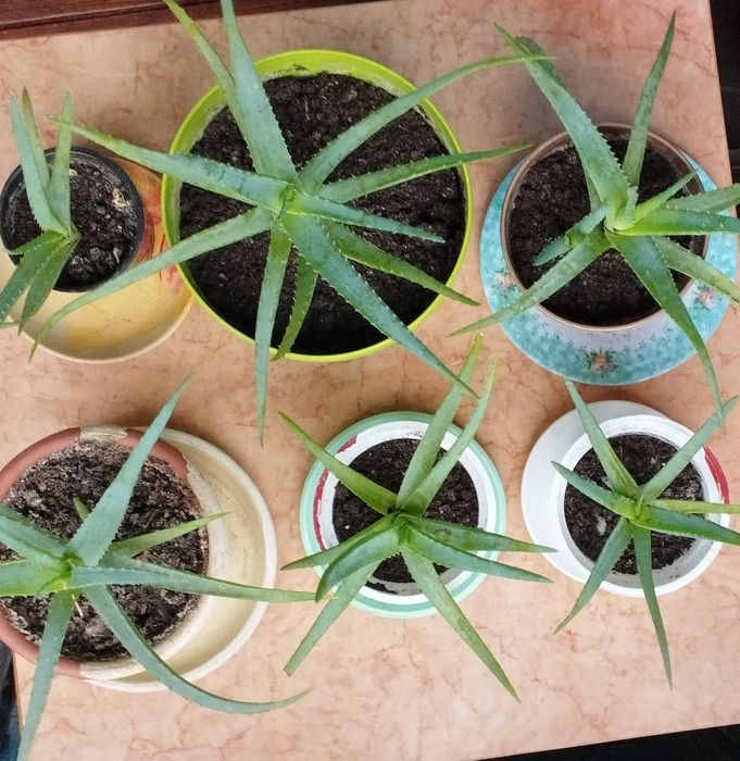 Алоэ — Ваш домашний помощник