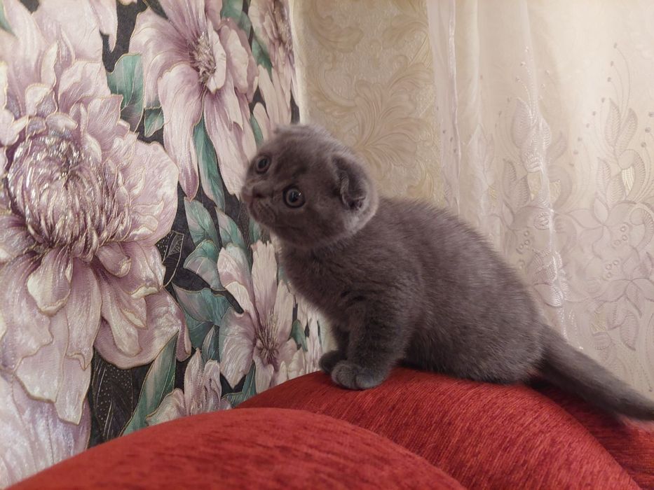 Шотландські Висловухі кошенята