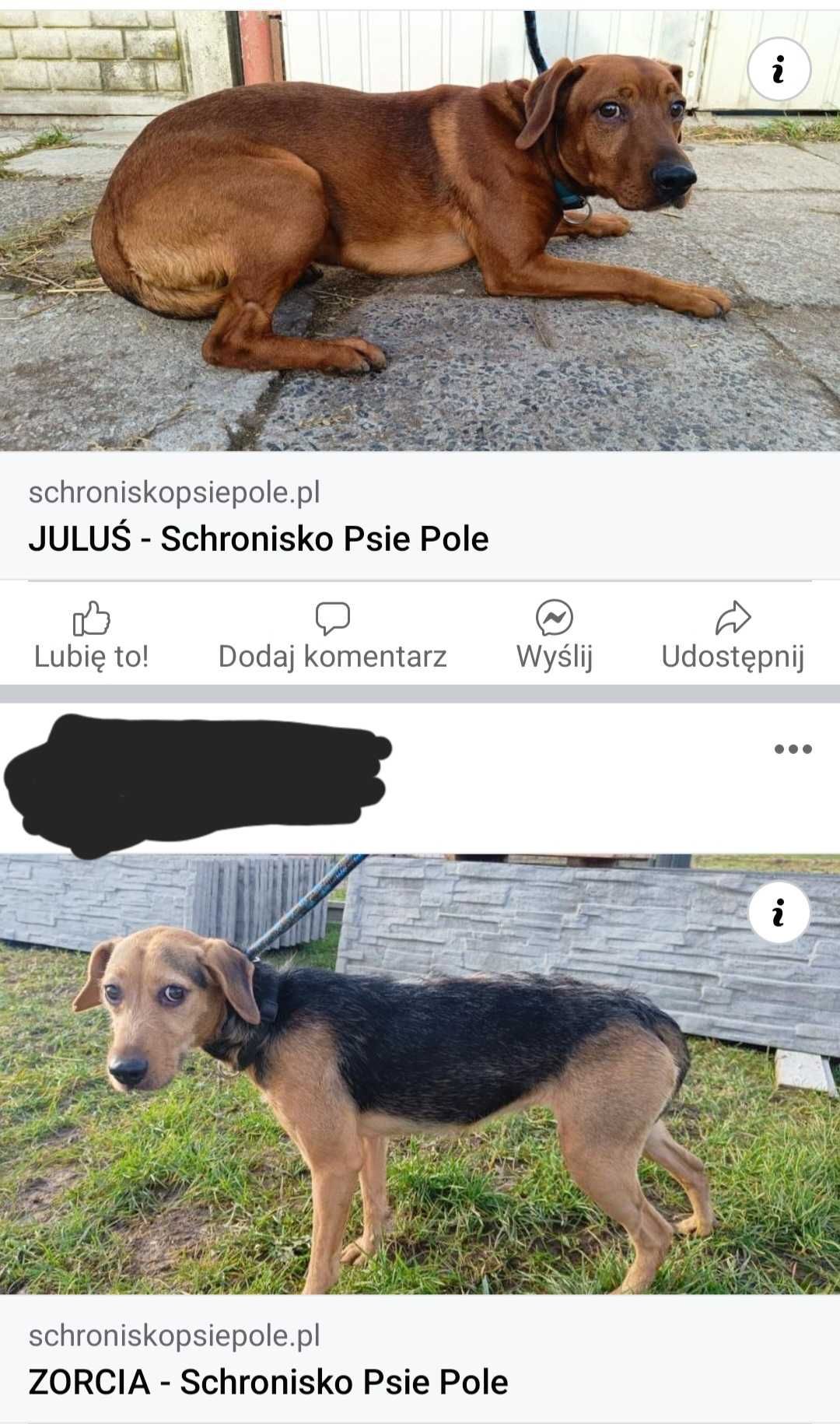 Pilne adopcje !! 4 pieski szukając domów!