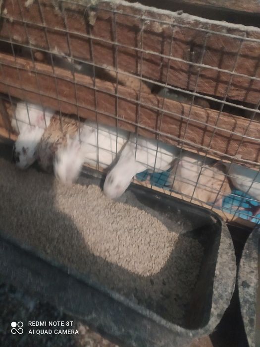 Продам перепілок