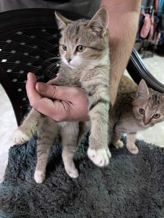 Кошенята в Крюківщині. Можемо підвезти куди буде зручно.