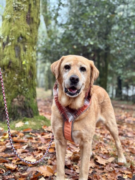 Scott - xLabrador, 7 anos
