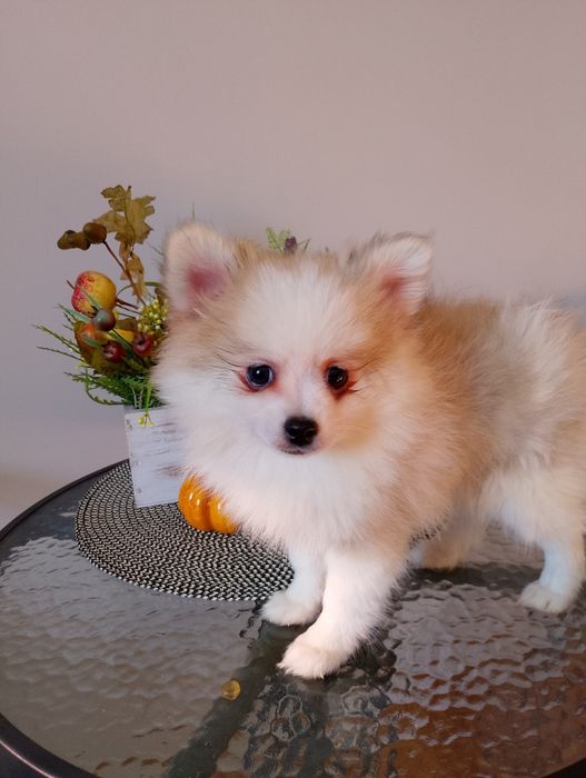 Szpic Miniaturowy Pomeranian Piesek