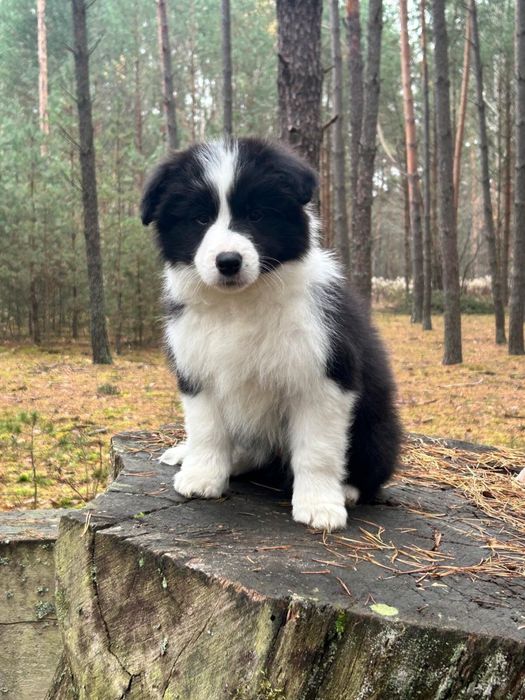 Szczeniak- piesek Border Collie