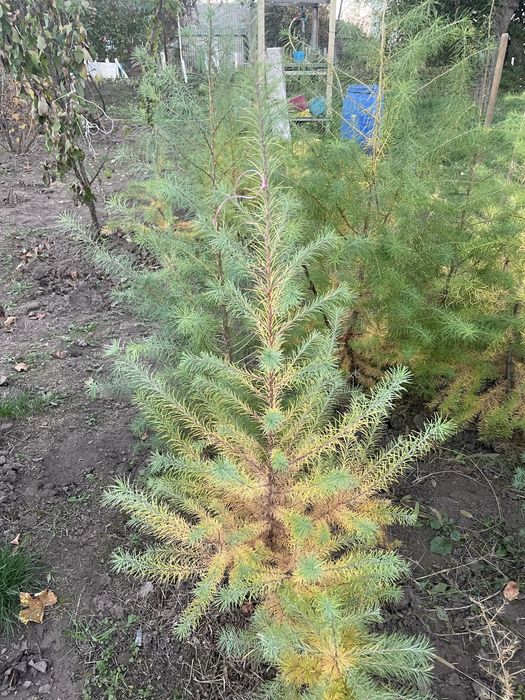 Модрина лиственница від 50 см