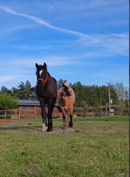 Do negocjacji Prada klacz skokowa po Sandor