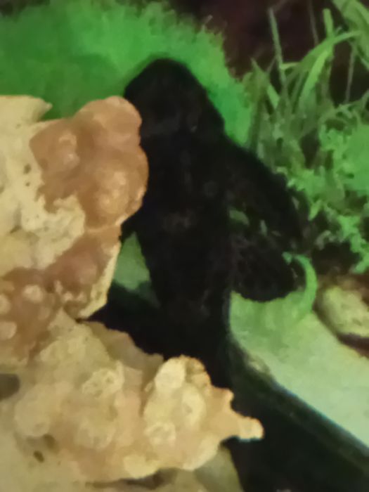 Limpa fundos Plecostomus