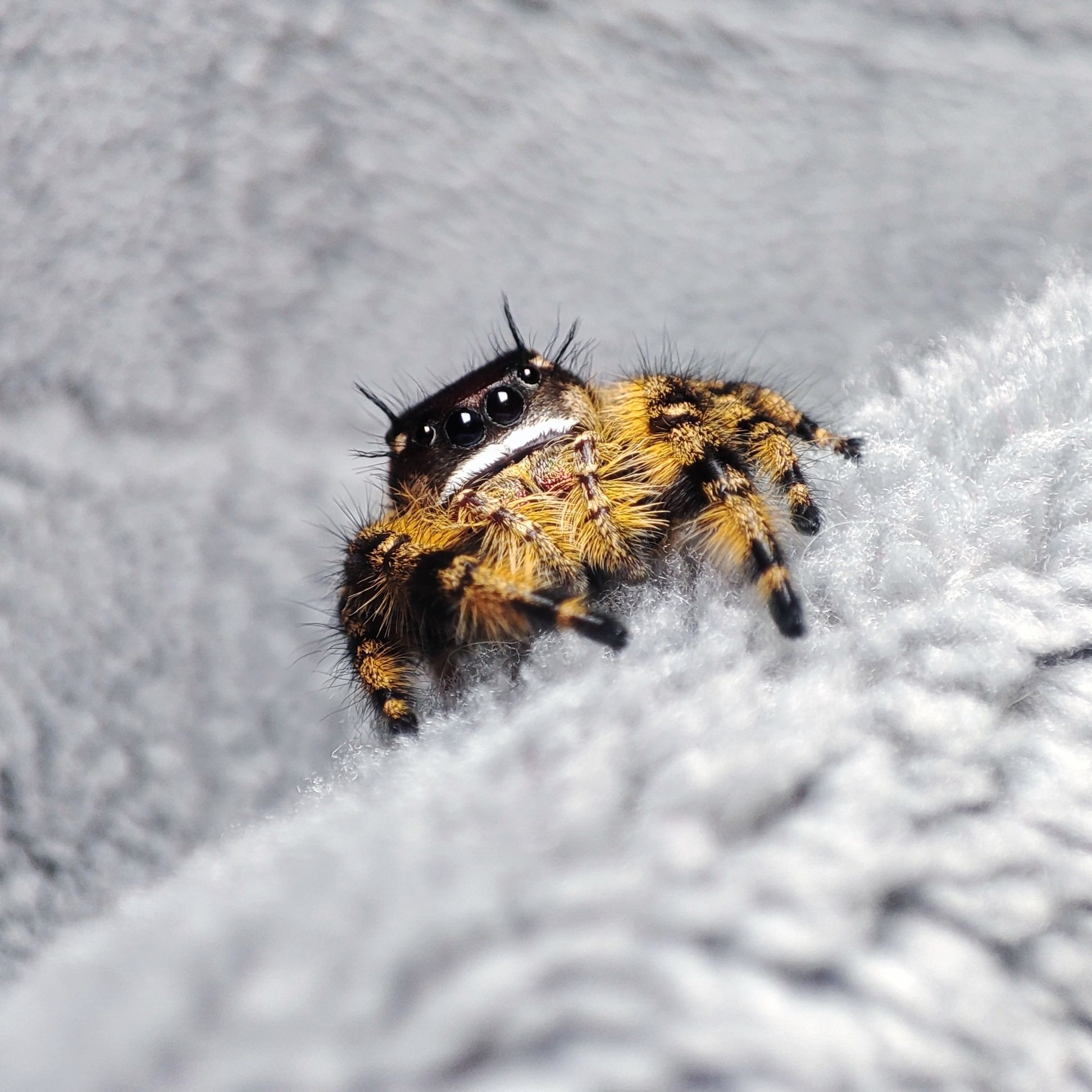 Skakun / Phidippus Otiosus L5