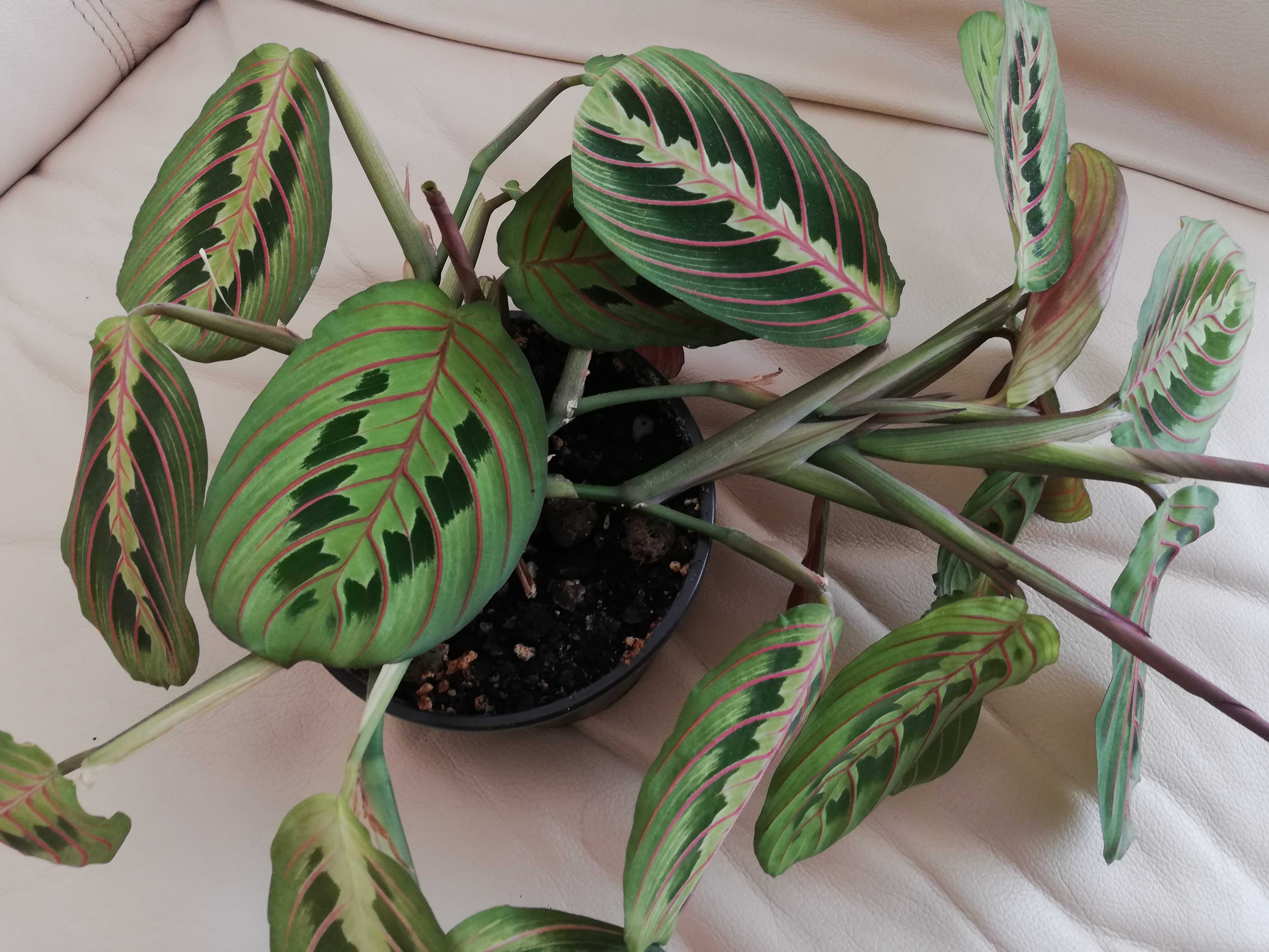 Maranta Leuconeura Fascinator Tricolor - dorosła roślina