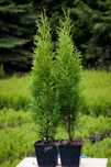 Tuje Tuja Szmaragd zielone THUJA OCCIDENTALIS 45 55 cm