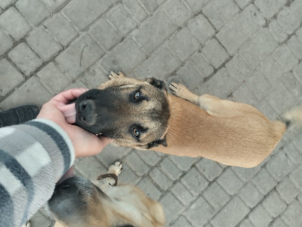 Цуценя бельгійської вівчарки