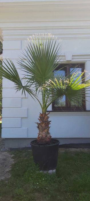 Palma Washingtonia filifera – ok. 250 cm z doniczką