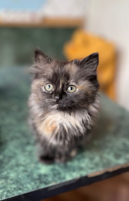 Котята котики отдам пушистая котенок девочка