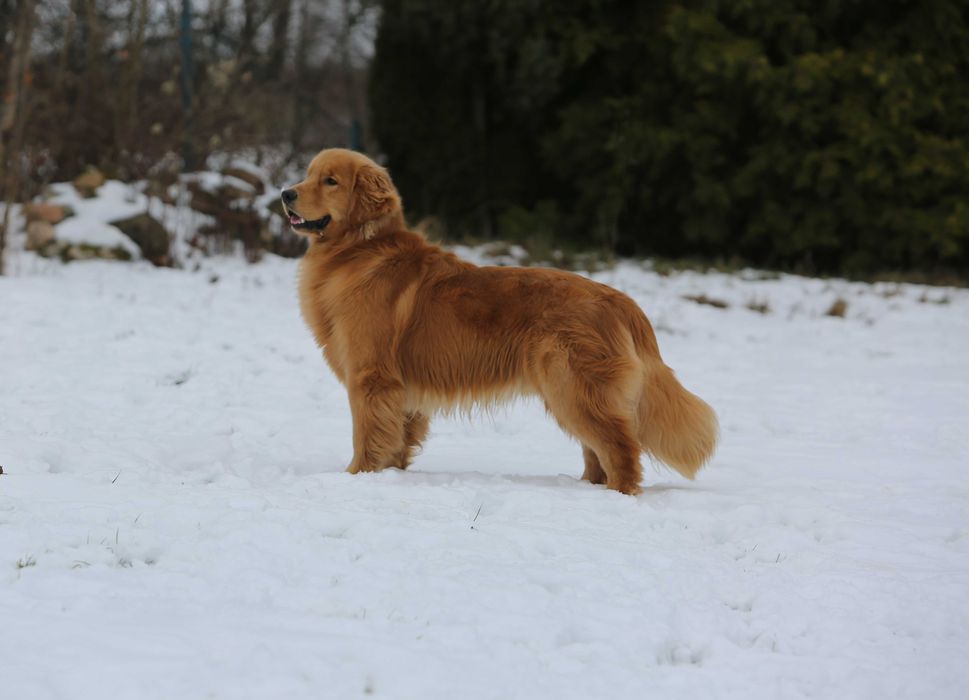 GOLDEN RETRIEVER-po champ., ciemnozłote, amerykańskie linie ZKwP/ FCI