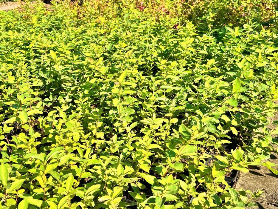 Jagoda kamczacka 'Karina' Plenna duże owoce (Lonicera caerulea)