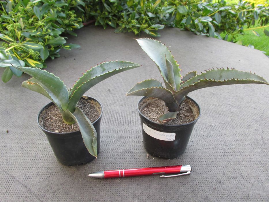 Agawa marmurowa - agave marmorata - ostatnia sadzonka
