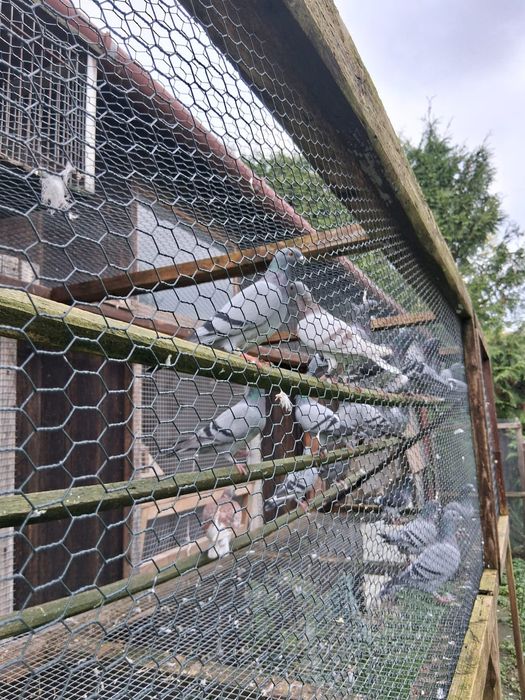 Likwidacja Hodowli Gołębie pocztowe plus zegar Tauris compact plus