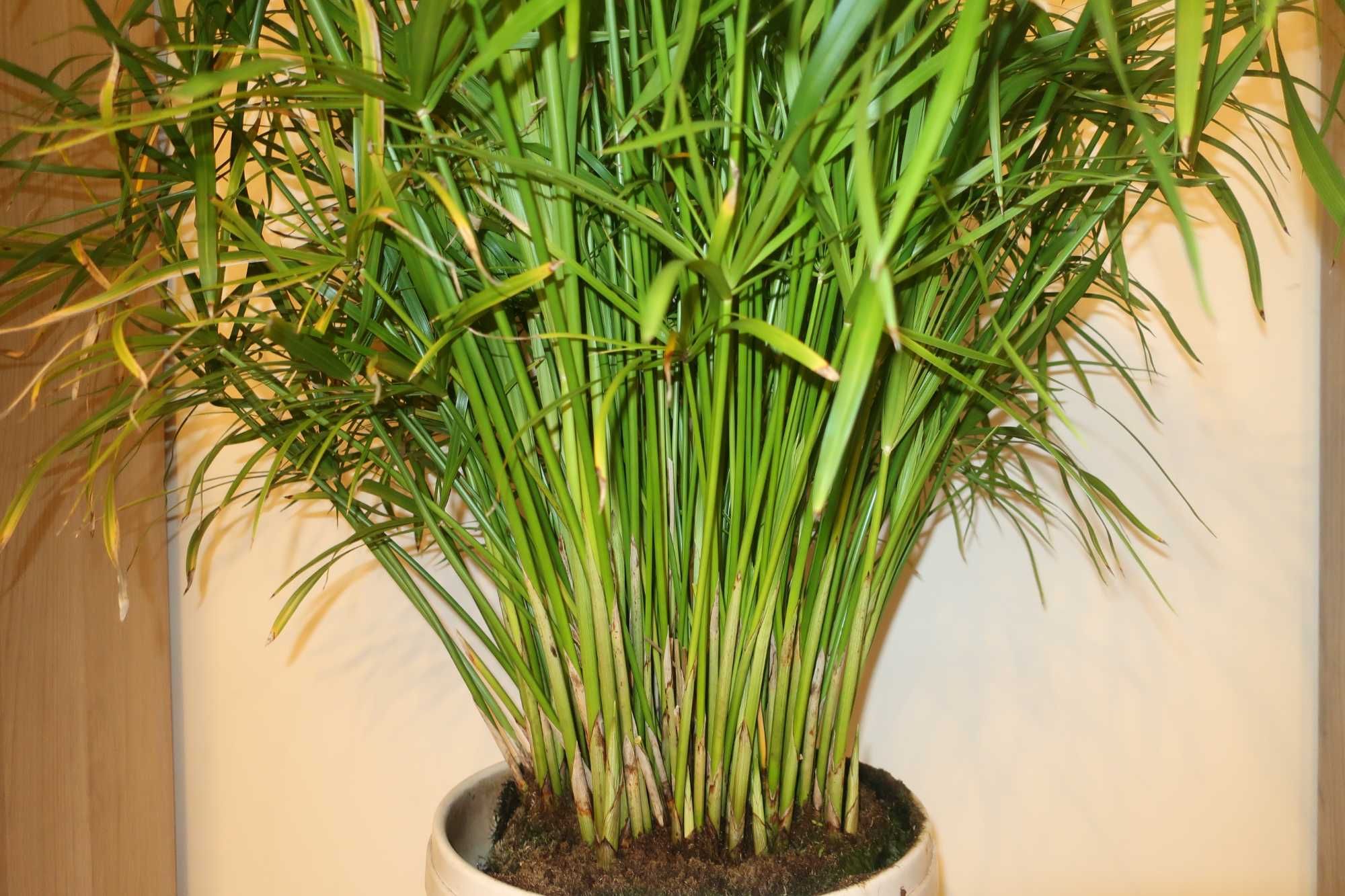 Cyperus alternifolius (cibora zmienna, papirusik)