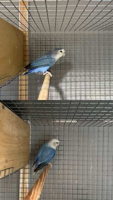 FIM DE HOBBY Colónia de agapornis e todo o material