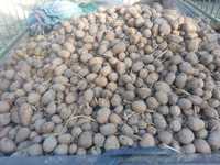 Ziemniaki Tajfun nieprzebierane ok. 500kg