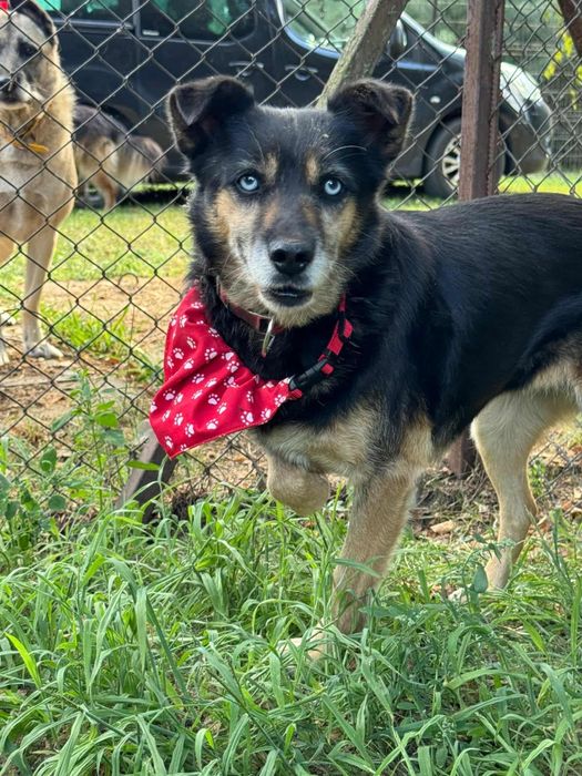 Błękitnooka piękność do adopcji