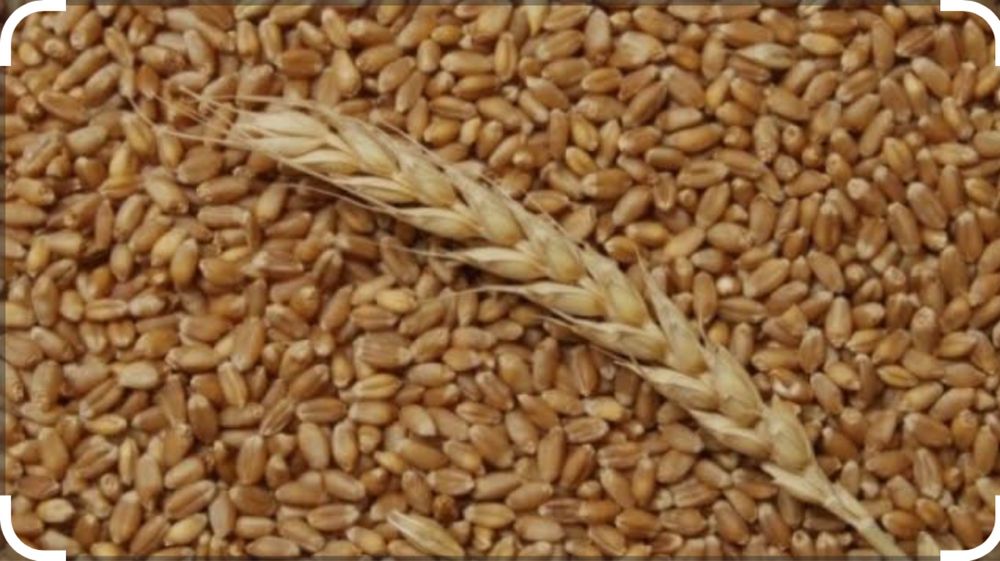 Продам пшеницю..