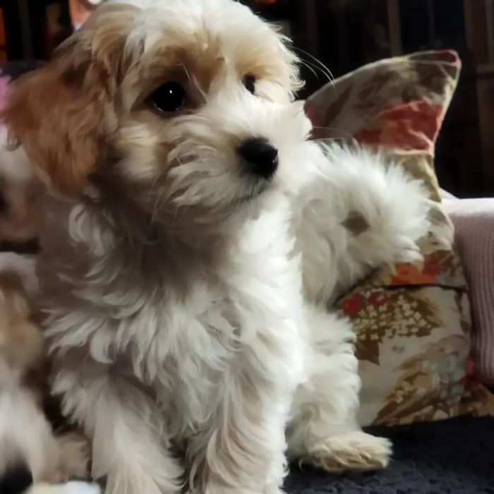 Maluchy maltipoo