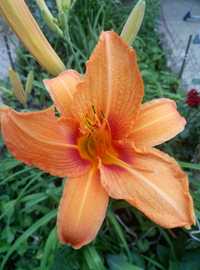 Лілія лілейник садовий оранжевий