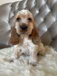 Piesek Cocker Spaniel Angielski
