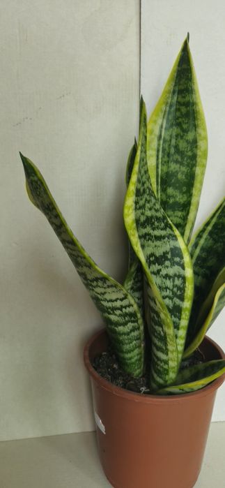 Planta Espada de São Jorge Vaso 13 cm