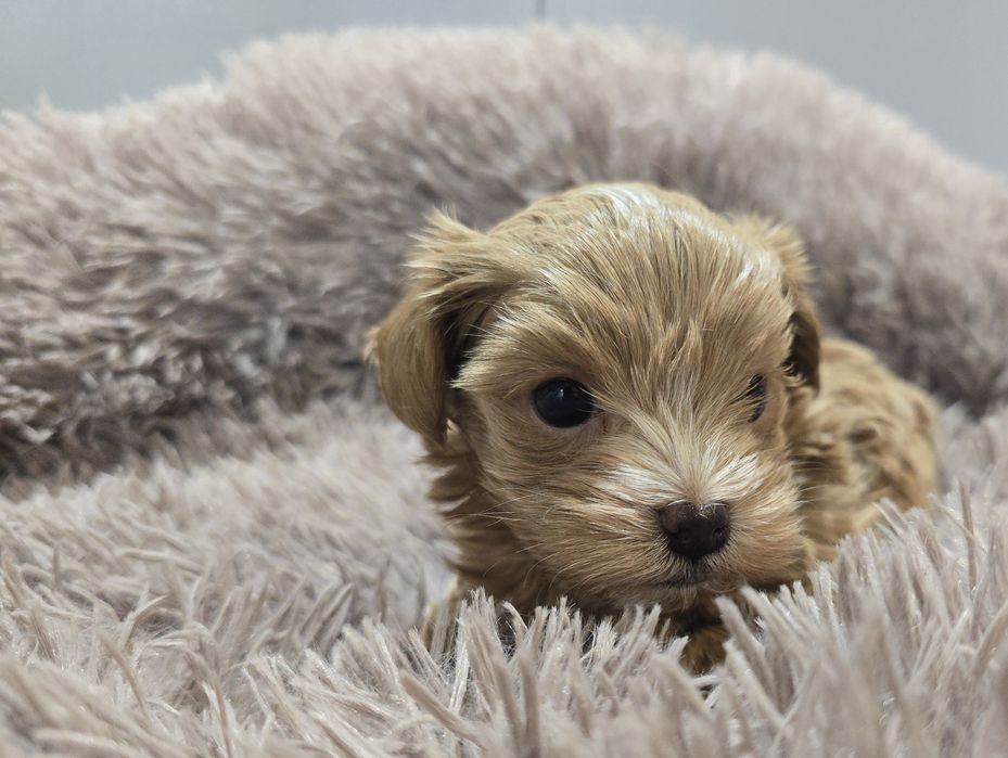 Maltipoo chłopiec samiec mini