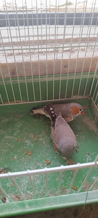 Zeberki parki lęgowe