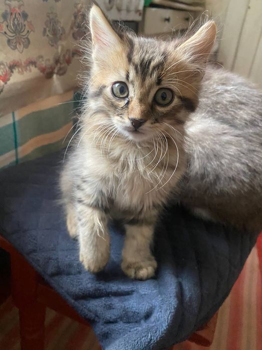 Гарненький пухнастий домашній котик