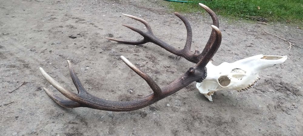 WIENIEC jelenia poroże 6,45kg