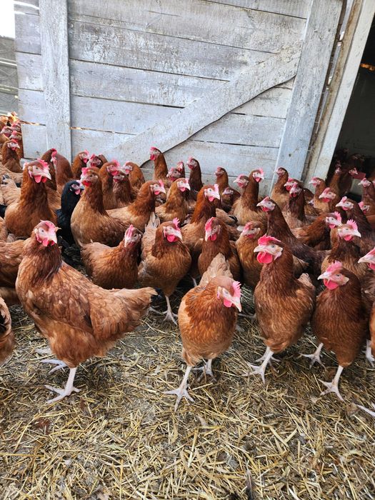 KURY od hodowcy ! NIOSKI z wolnego wybiegu ! LEGHORN ROSSA ! Dowóz !
