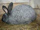 Кролики породи " Полтавське срібло" та " Каліфорнія"