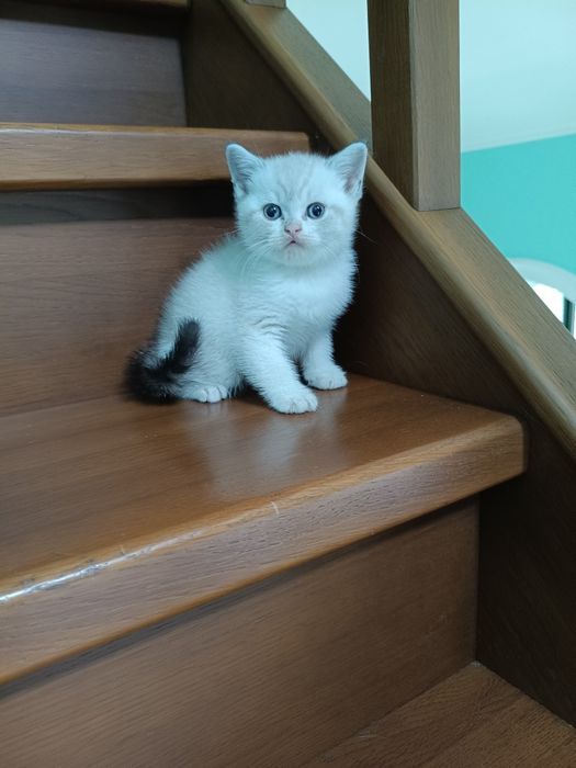 Голубоглазый шотландский мальчуган!