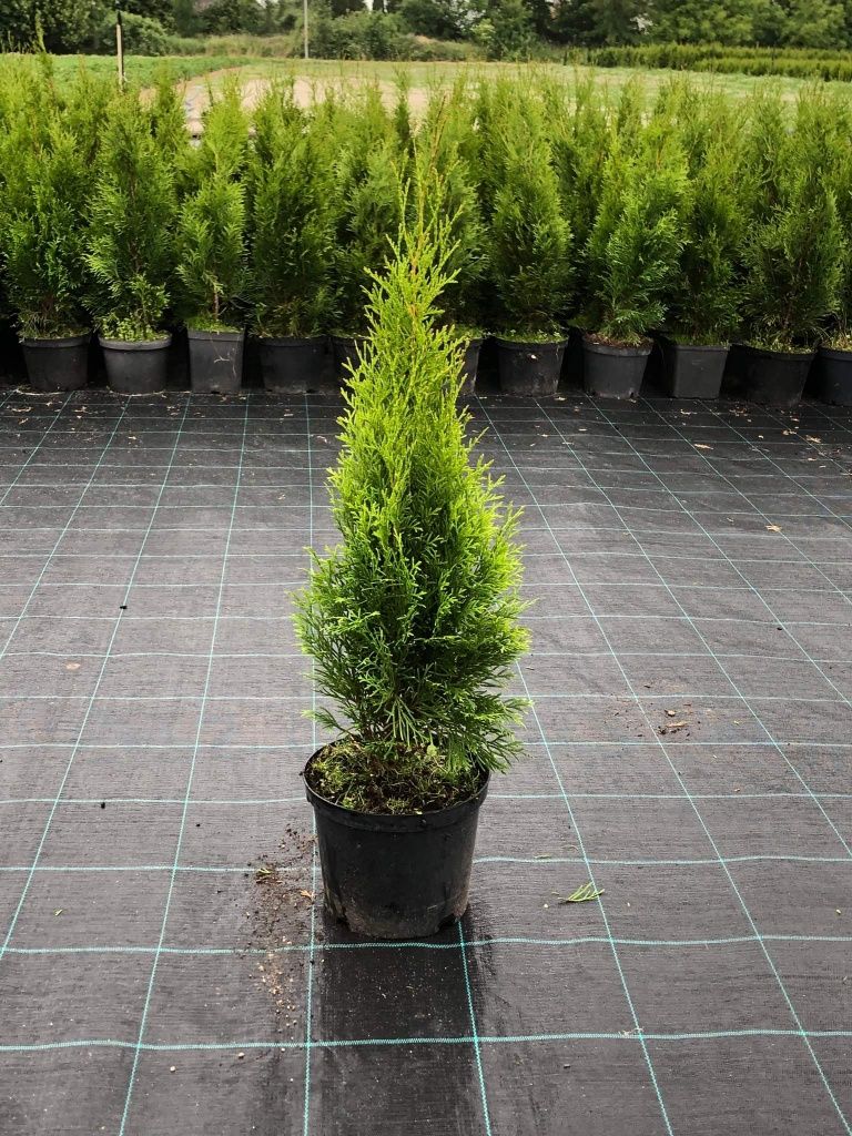 Thuja thuje szmaragd