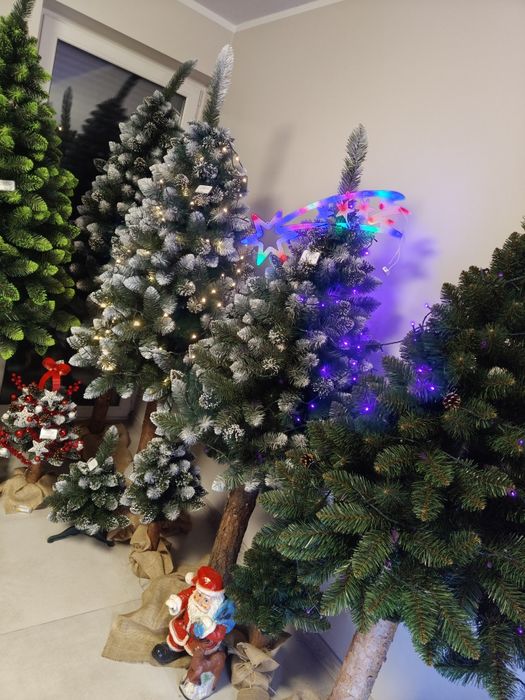 Sosna diamentowa na pniu