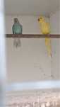 Cedo aves reprodotoras